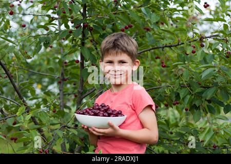 Vorschuljunge mit großem Teller und reifer roter Kirsche, die vom Baum im Garten gepflückt werden. Porträt eines glücklichen Kindes im Hintergrund eines Kirschbaums. H Stockfoto