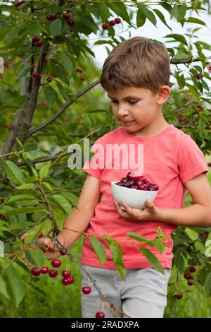 Vorschuljunge pflückt reife rote Kirschen vom Baum im Garten. Porträt eines glücklichen Kindes mit Kirschteller im Hintergrund eines Kirschgartens. Heilen Stockfoto