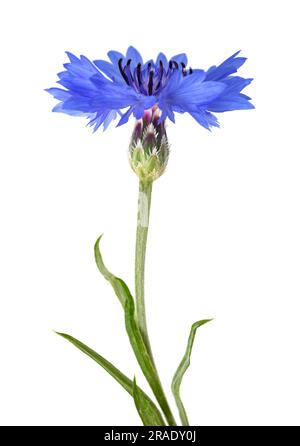 Blaue Kornblume auf weißem Hintergrund Stockfoto