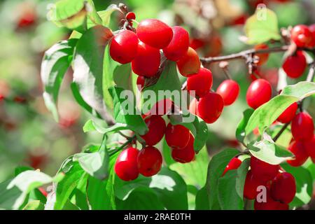 Hundelbeeren auf dem Baum. Rote Beeren und grüne Blätter Stockfoto