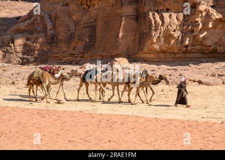 Wadi Rum, Jordanien - 19. Dezember 2022: Ein Beduine führt eine Kamelkarawane durch den Sand von Wadi Rum in Jordanien. Stockfoto