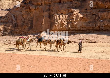 Wadi Rum, Jordanien - 19. Dezember 2022: Ein Beduine führt eine Kamelkarawane durch den Sand von Wadi Rum in Jordanien. Stockfoto