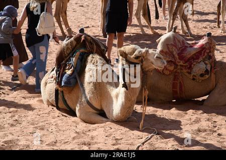 Wadi Rum, Jordanien - 19. Dezember 2022: Unschlagbare Kamele in einem Beduinenlager in Wadi Rum. Stockfoto