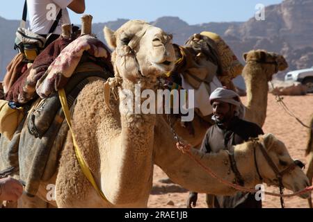 Wadi Rum, Jordanien - 19. Dezember 2022: Unschlagbare Kamele in einem Beduinenlager in Wadi Rum. Stockfoto