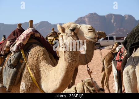 Wadi Rum, Jordanien - 19. Dezember 2022: Unschlagbare Kamele in einem Beduinenlager in Wadi Rum. Stockfoto