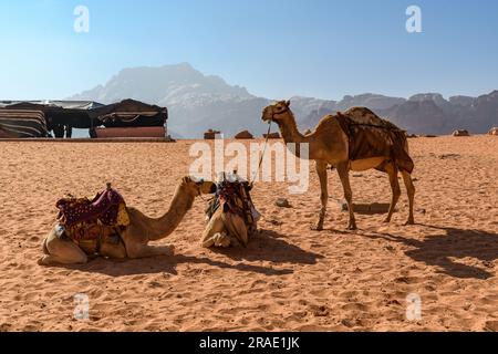 Wadi Rum, Jordanien - 19. Dezember 2022: Unschlagbare Kamele in einem Beduinenlager in Wadi Rum. Stockfoto