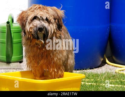 Tibetischer Terrier-Hund badet Stockfoto