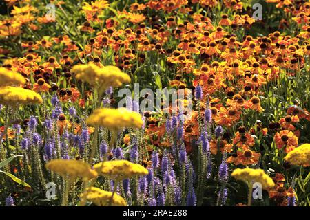 Ganzjähriges Bett mit Sonnenblumen (Helenium Hybride „Waltraud“) Stockfoto