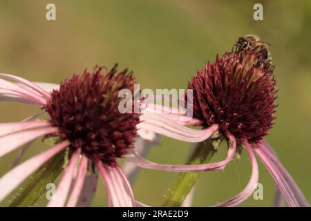 Schwarzblättriger Rotsonnenhut (Echinacea angustifolia) — Stockfoto