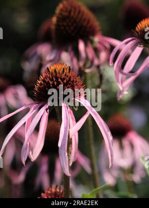 Schwarzblättriger Rotsonnenhut (Echinacea angustifolia) — Stockfoto