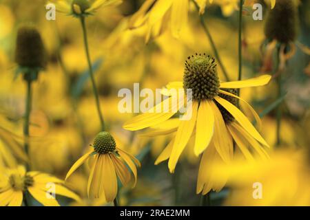 Rudbeckia lanciniata „Goldquelle“ – Gelbblättriger Coneflower Cutleaf Coneflower Stockfoto