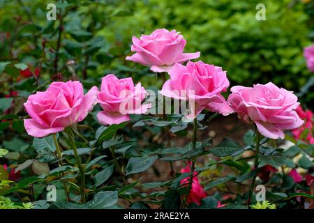 Rose Flowers Government Rose Garden Centenary Rose Park in Vijayanagaram in Ooty Udhagamandalam, Nilgiris, Tamil Nadu, Südindien, Indien, Asien Stockfoto