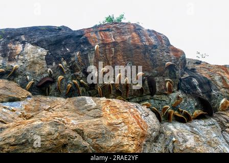Honigbienenstöcke, ein Schwarm von Bienen mit vielen frei hängenden Honigwaben unter einem Felsen in Porivarai in Karikkkiyoor, Nilgiris, Tamil Nadu Stockfoto