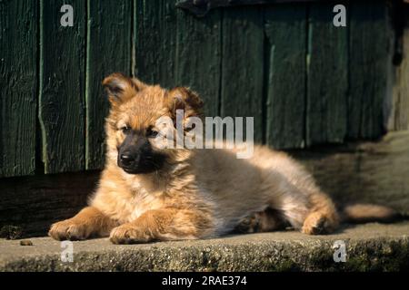 Harzer Fuchs, Hündchen, Alter Deutscher Schäferhund Stockfoto