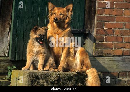 Harzer Fox mit Hündchen, altdeutscher Schäferhund Stockfoto