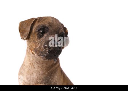 American Pit Bull Terrier Hundefigur aus Holz, isoliert auf Weiß Stockfoto