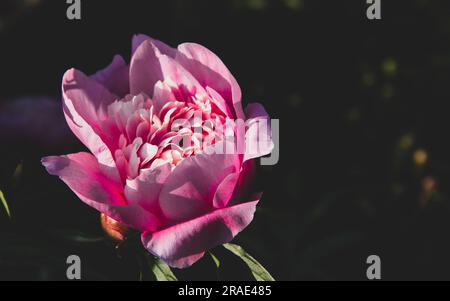 Pinkfarbene Knospen der Pfingstrosen auf natürlich grünem Hintergrund. Blühende Pfingstrosen für Design. Paeonia suffruticosa Stockfoto