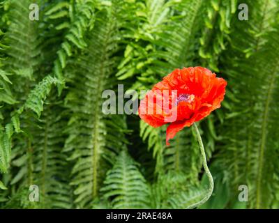 Mohnboke in der Mitte des grünen Hintergrunds Stockfoto