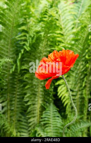 Mohnboke in der Mitte des grünen Hintergrunds Stockfoto