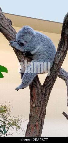 Das ist ein marsupialer Koalabär, der auf Baumzweigen im Zoo schläft. Stockfoto