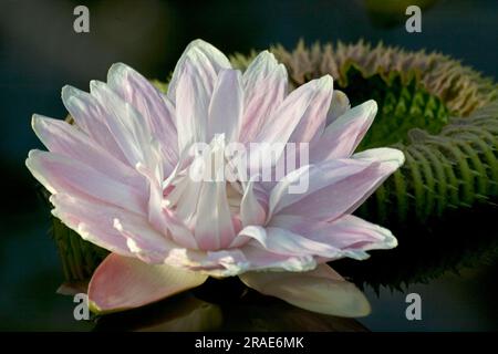 Santa Cruz Wasserlilie (Victoria Cruziana), Riesenlilie Stockfoto