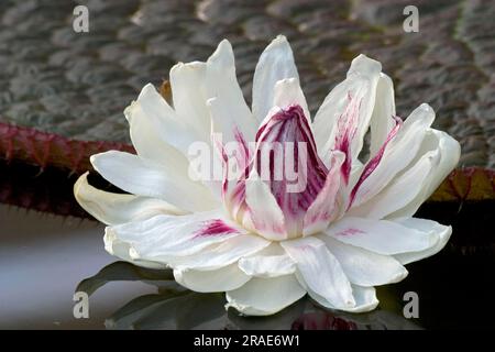 Riesenlilie (Victoria amazonica), Amazonas-Wasserlilie, Riesenlilie Stockfoto