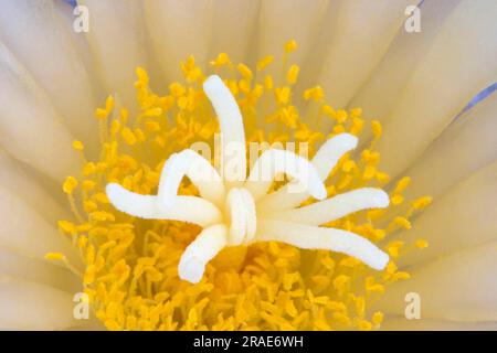 Ziersternkaktus (Astrophytum ornatum) Stockfoto