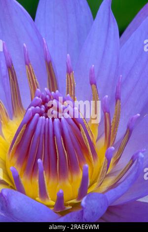 Blauwasserlilie (Nymphaea stellata) Stockfoto