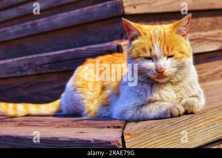 Begeben Sie sich auf eine visuelle Reise, während verschiedene Katzen verschiedene Outdoor-Umgebungen erkunden, beleuchtet durch das bezaubernde natürliche Licht. Entdecken Sie Katzenschmuck Stockfoto