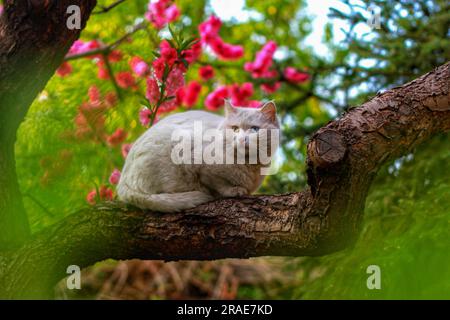 Begeben Sie sich auf eine visuelle Reise, während verschiedene Katzen verschiedene Outdoor-Umgebungen erkunden, beleuchtet durch das bezaubernde natürliche Licht. Entdecken Sie Katzenschmuck Stockfoto