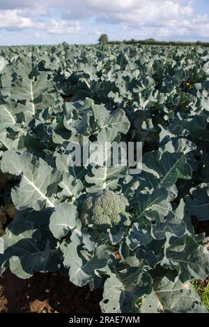 Broccoli (Brassica oleracea var. italica) Stockfoto