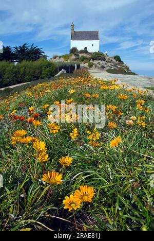 Kapelle „Chapelle Sainte Barbe“, erbaut 1619, Roscoff, Cote du Leon, Finistere, Bretagne, Frankreich, Gazania Stockfoto