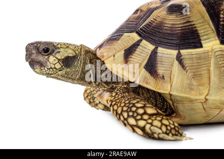 Turtle isoliert auf weißem Hintergrund Stockfoto