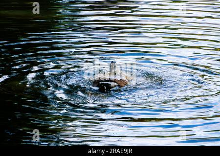 Enten und Vögel in Lake an warmen Tagen in Kent, Großbritannien Stockfoto