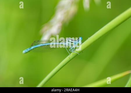 Eine Nahaufnahme Blauer Damselfly auf einem grünen Stiel mit großen blauen Augen in Richtung Kamera Stockfoto