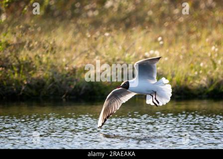 Schwarzkopfmöwe - Chroicocephalus ridibundus, gemeine, schöne Möwe aus europäischen Süßwasser, Seen und Flüssen, Finnland. Stockfoto