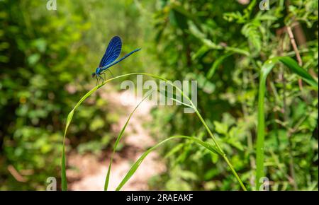 Calopteryx virgo, oder die schöne Demoiselle, fesselnde Arten der Damfliege. Insekten mit seinen leuchtenden Farben und seinem zarten Aussehen. Männlich mit Stockfoto