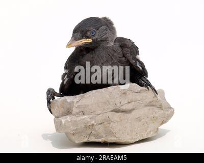 Junger westlicher Jackdaw (Corvus monedula) (Coloeus monedula) Stockfoto