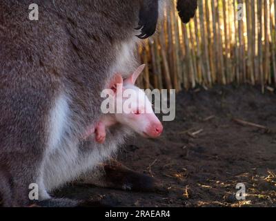 Bennett-Känguru, jung im Beutel, Albino, Rothalskänguruh (Macropus rufogriseus) Stockfoto