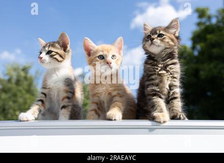 Drei kleine Kätzchen sitzen vor dem Hintergrund des Himmels und schauen sich mit Neugier um. Lieblingstiere in der Natur. Katzentag Stockfoto