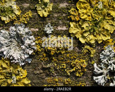 Blasenflechten, Lichen und Lichen der gelben Wand (Hypogymnia physodes) Lichen orangen (Xanthoria parietina), Lichen Stockfoto