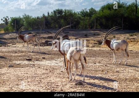 Scimitar Oryx: Wildtiere im natürlichen Lebensraum Stockfoto