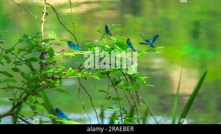 Calopteryx virgo, oder die schöne Demoiselle, fesselnde Arten der Damfliege. Insekten mit seinen leuchtenden Farben und seinem zarten Aussehen. Männer mit Stockfoto