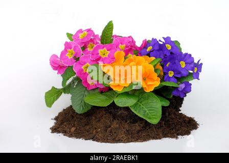 Primel (Primula) Stockfoto