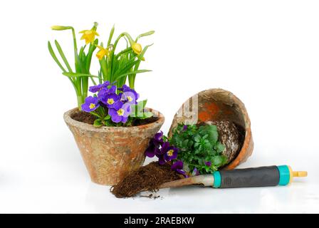 Blumentöpfe mit Frühlingsblumen, Narzissen, Primrosen, Hornveilchen Stockfoto