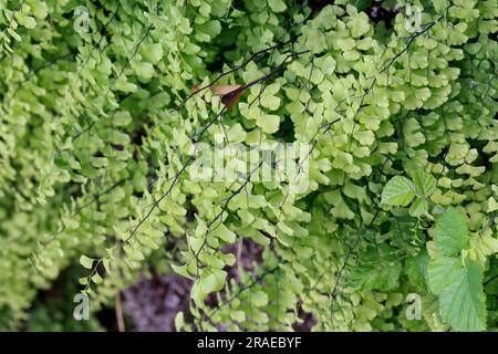 Frauenhaar-Farn, Echter Frauenhaar-Farn, Frauenhaarfarn, Venus-Haar, Venushaar, Venushaar-Farn, gewöhnlicher Frauenhaarfarn, Venushaarfarn, Adiantum C. Stockfoto