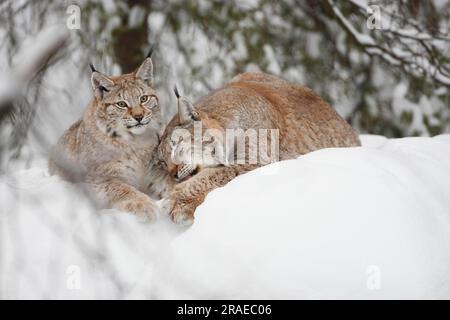 Eurasische (Felis lynx) Luchse (Lynx lynx), weiblich mit jungen, europäischer Luchs, Finnland Stockfoto