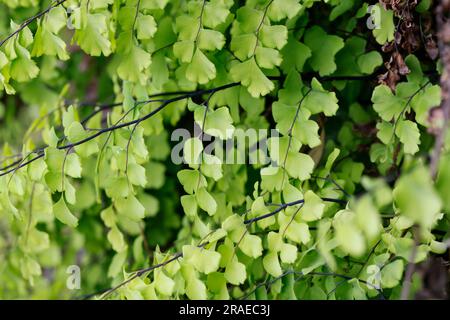 Frauenhaar-Farn, Echter Frauenhaar-Farn, Frauenhaarfarn, Venus-Haar, Venushaar, Venushaar-Farn, gewöhnlicher Frauenhaarfarn, Venushaarfarn, Adiantum C. Stockfoto