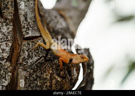 asiatisches Chamäleon auf einem Baum Stockfoto