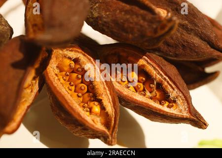 Illawarra-Flammenbaum, Samenkopf (Brachychiton acerifolius) Stockfoto